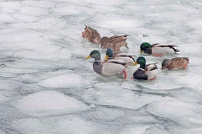 Groep Wilde Eenden op het ice; Group of Mallard standing on ice stock-image by Agami/Markus Varesvuo,