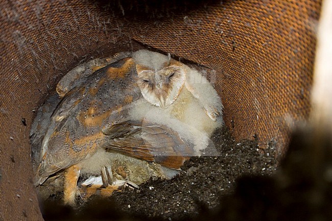 Kerkuil op hets nest; Barn Owl on the nest stock-image by Agami/Theo Douma,