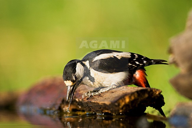 Grote Bonte Specht bij drinkplaats; Great Spotted Woodpecker at drinking site stock-image by Agami/Marc Guyt,