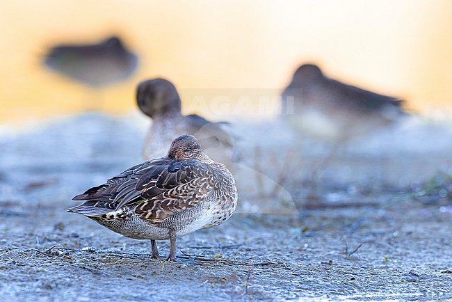Eurasian Teal (Anas crecca) in Italy. stock-image by Agami/Daniele Occhiato,
