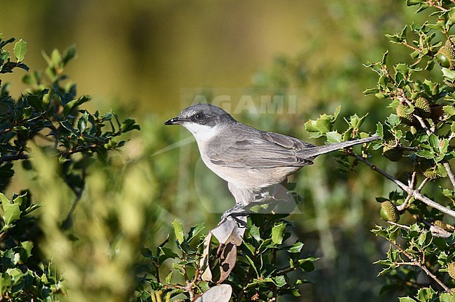 Western Orphean Warbler (Sylvia hortensis) perched in a bush. stock-image by Agami/Laurens Steijn,