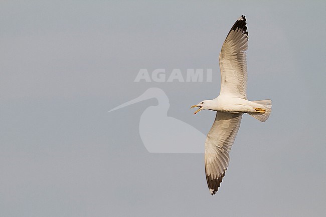 Pontische Meeuw, Caspian Gull, Larus cachinnans, eastern Kazakhstan, adult stock-image by Agami/Ralph Martin,