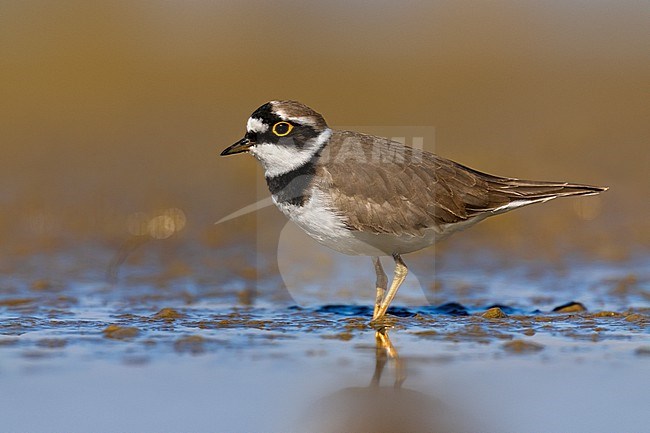 Little Ringed Plover (Charadrius dubius) in Italy. stock-image by Agami/Daniele Occhiato,