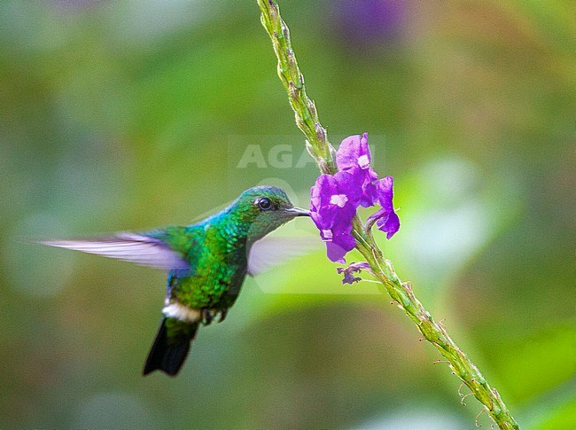 Blue-tailed Emerald (Chlorostilbon mellisugus) foraging on small purlpe flowers in the tropical garden of ecolodge Amazonia in Manu National Park, Peru. stock-image by Agami/Marc Guyt,