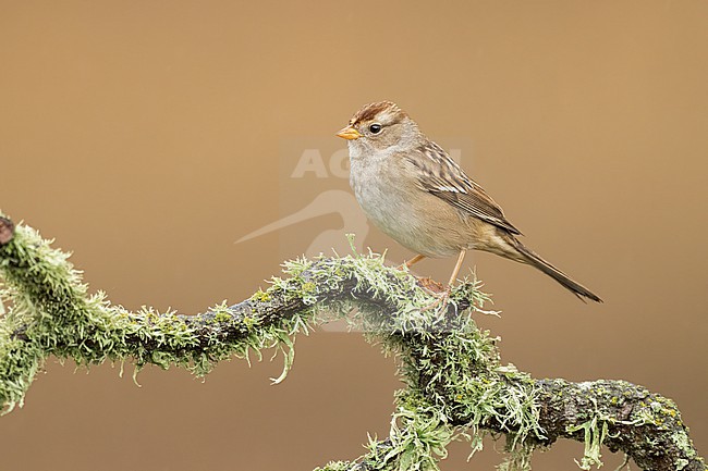 Immature
Santa Barbara Co., CA
November 2022 stock-image by Agami/Brian E Small,
