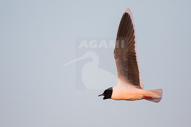 Little Gull - Zwergmöwe - Hydrocoloeus minutus, Russia (Tscheljabinsk), adult stock-image by Agami/Ralph Martin,