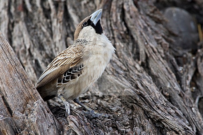 Republikeinwever zittend Namibie, Sociable Weaver perched Namibia stock-image by Agami/Wil Leurs,