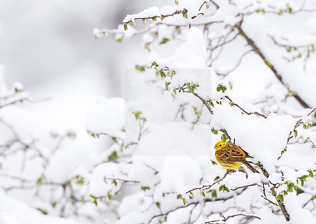 Adult male Yellowhammer (Emberiza citrinella citrinella) during cold winter in Germany. Perched in a snow covered small tree. stock-image by Agami/Ralph Martin,