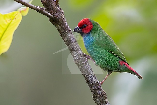 Fiji Parrotfinch (Erythrura pealii) on Fiji in the South Pacific Ocean. stock-image by Agami/Dubi Shapiro,