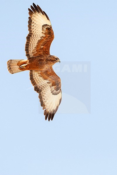 Dark rufous form Steppe Buzzard (Buteo buteo vulpinus) on migration over the Eilat Mountains, near Eilat, Israel stock-image by Agami/Marc Guyt,