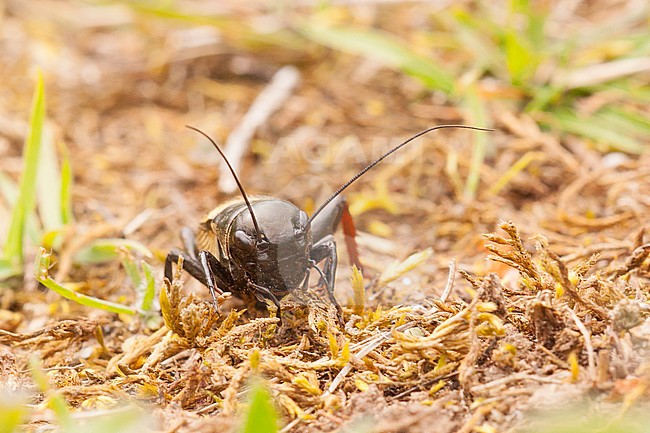 Field cricket; Gryllus campestris stock-image by Agami/Theo Douma,