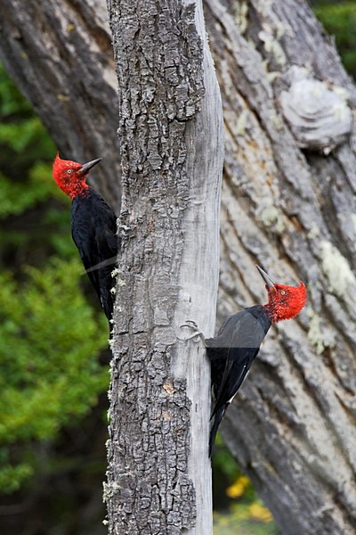 Mannetje Magelhaenspecht; Male Magellanic Woodpecker stock-image by Agami/Marc Guyt,