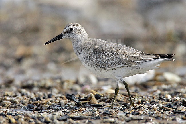 Juvenile
Nueces Co., TX
November 2004 stock-image by Agami/Brian E Small,