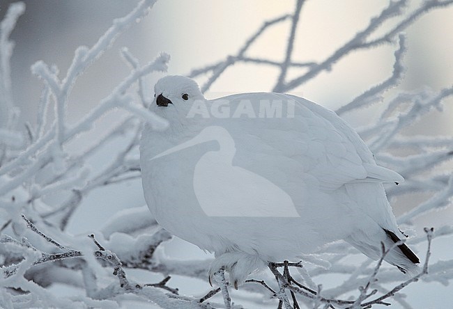 Vrouwtje Moerassneeuwhoen in de sneeuw, Female Willow Ptarmigan in snow stock-image by Agami/Markus Varesvuo,