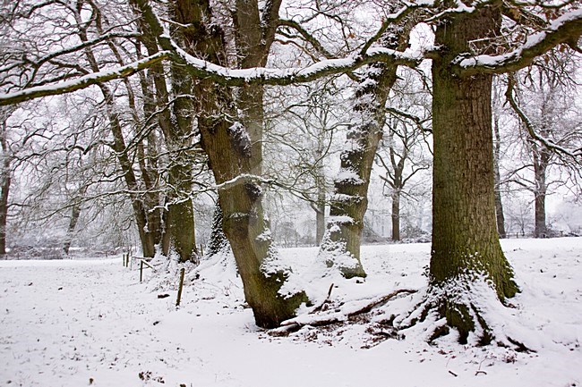 Eerder Achterbroek in de winter; Eerder Achterbroek in winter stock-image by Agami/Theo Douma,