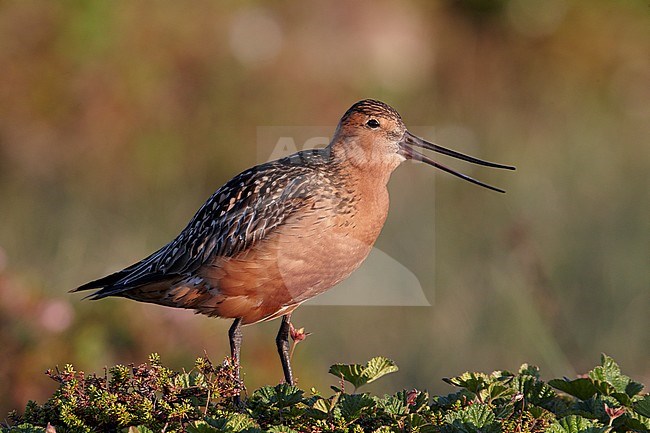 Rosse Grutto, Bar-tailed Godwit stock-image by Agami/Markus Varesvuo,