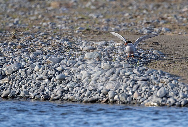 Adult Black-fronted Tern (Chlidonias albostriatus), also known as Tarapiroe in Glentanner Park, South Island, New Zealand. Standing with wings raised on riverbank. stock-image by Agami/Marc Guyt,