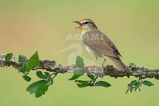 Adult
Leon Co., TX
May 2022 stock-image by Agami/Brian E Small,