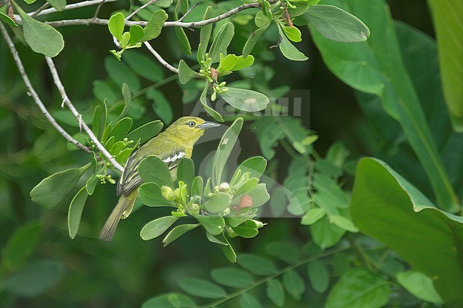 Common Iora (Aegithina tiphia scapularis), adult female perched in mangrove in Bali, Indonesia stock-image by Agami/Kari Eischer,
