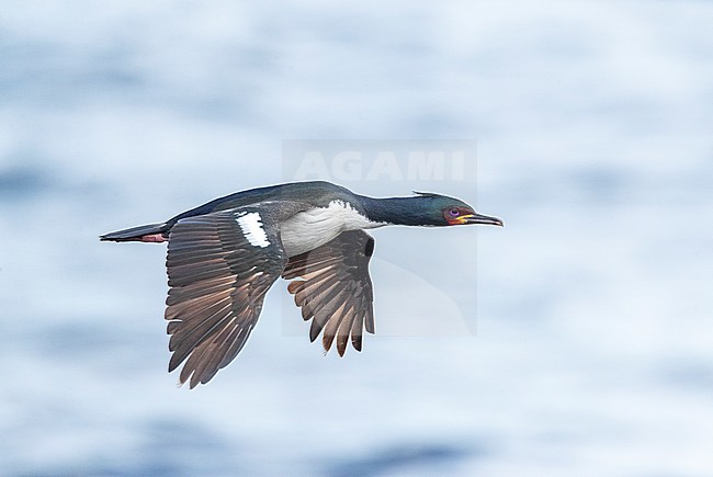 Adult Auckland Islands Shag (Leucocarbo colensoi) in flight along the coast on Enderby Island, Auckland Islands, New Zealand. stock-image by Agami/Marc Guyt,