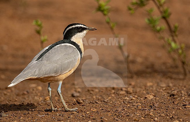 Egyptian Plover (Pluvianus aegyptius) is one of the best birds along the Gambia River in central Senegal stock-image by Agami/Eduard Sangster,