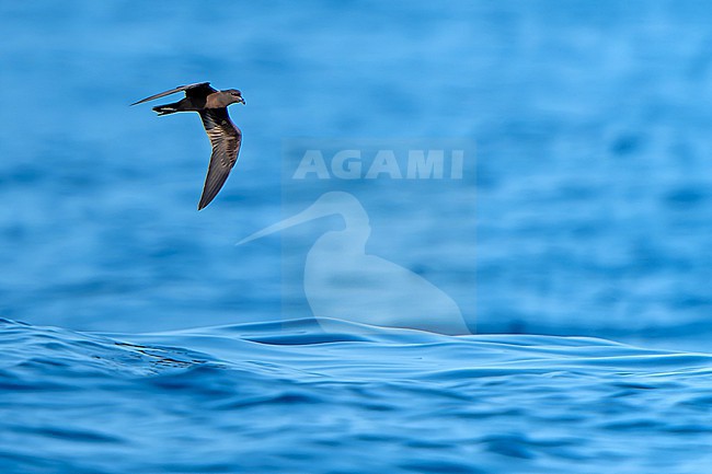 Black Storm Petrel, Hydrobates melania, in flight off the coast of Mexico. stock-image by Agami/Dani Lopez-Velasco,