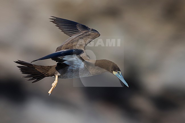 Bruine Gent in vlucht, Brown Booby in flight stock-image by Agami/Daniele Occhiato,