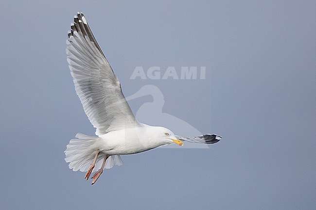 Herring gull (Larus argentatus), argenteus subspecies, adult in flight, with the blue grey sky as background stock-image by Agami/Sylvain Reyt,