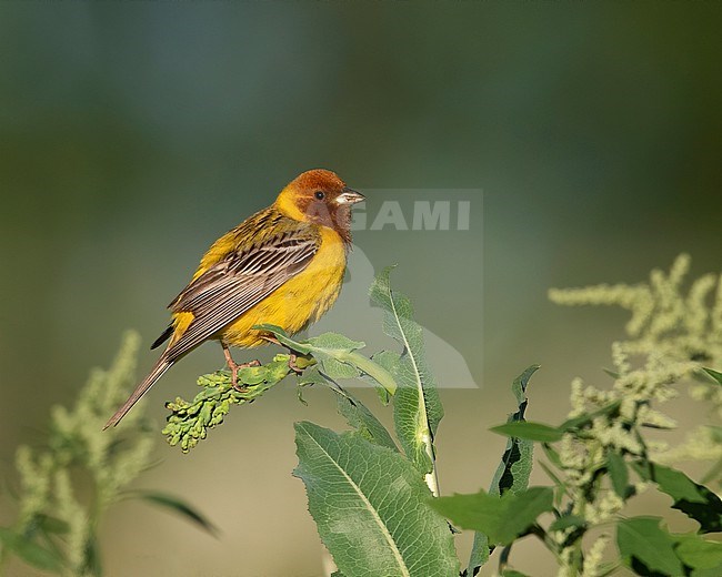 Side view of a resting adult male Red-headed Bunting (Emberiza bruniceps). Finland, Salo. stock-image by Agami/Markku Rantala,
