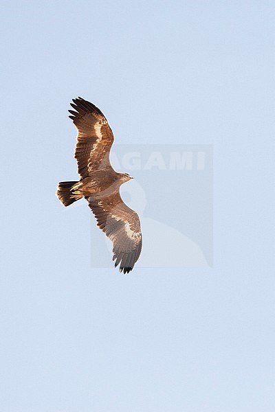 Steppe Eagle (Aquila nipalensis) during spring migration over Eilat Mountains, Israel. stock-image by Agami/Marc Guyt,