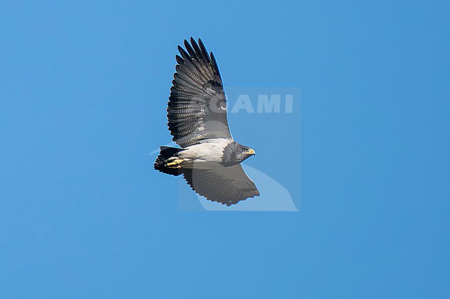 Black-chested Buzzard-Eagle (Geranoaetus melanoleucus australis) adult in flight against a blue sky in Argentina stock-image by Agami/Andy & Gill Swash ,