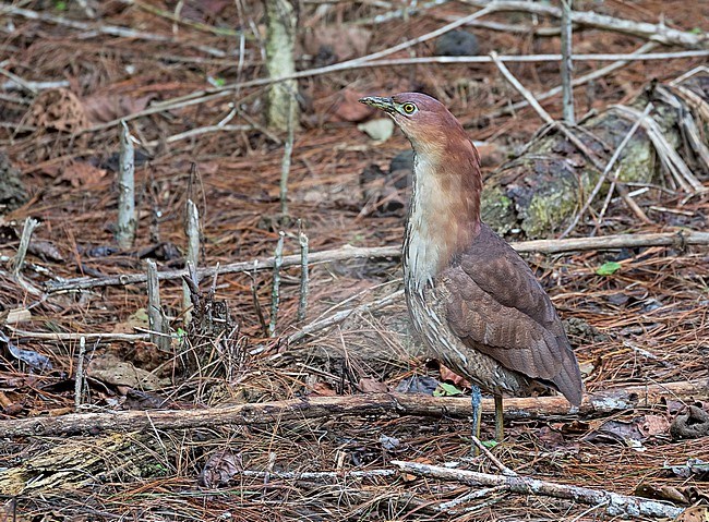 Wintering Japanese Night Heron (Gorsachius goisagi) in the Philippines. stock-image by Agami/Pete Morris,