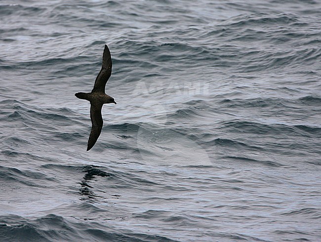 Endangered Atlantic Petrel (Pterodroma incerta) in flight near Tristan da Cunha. Showing upper wing pattern stock-image by Agami/Marc Guyt,