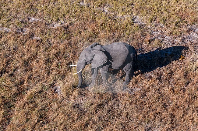 An aerial view of an African elephant, Loxodonda africana. Okavango Delta, Botswana. stock-image by Agami/Sergio Pitamitz,
