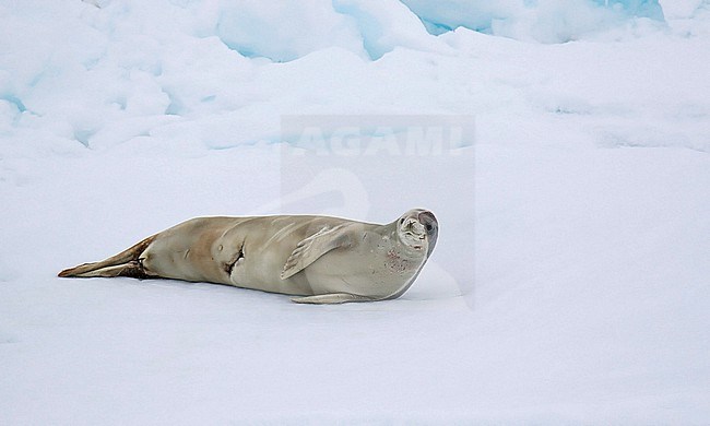 Crabeater seal (Lobodon carcinophaga), also known as the krill-eater seal, resting on sea-ice off Antarctica. stock-image by Agami/Dani Lopez-Velasco,