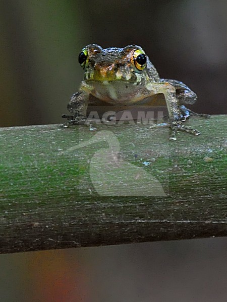 Eleutherodactylus ssp stock-image by Agami/Alex Vargas,