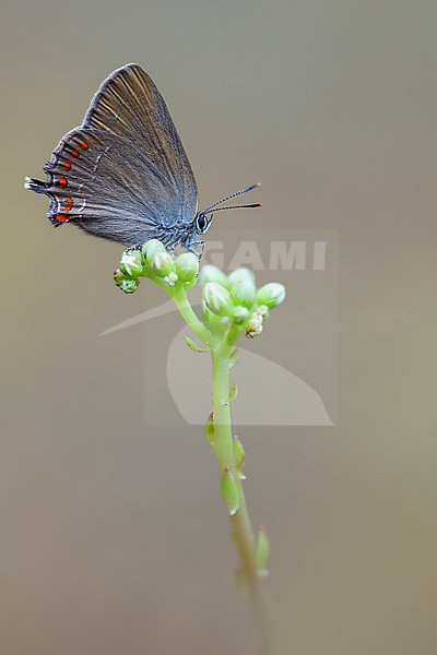 False Ilex Hairstreak, Satyrium esculi stock-image by Agami/Wil Leurs,