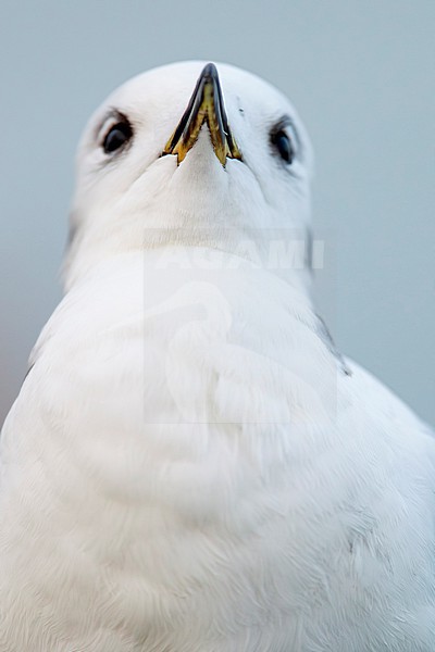 Portrait of a first winter black-legged kittiwake (Rissa tridactyla), found at a vessel offshore at the German Beight at the North Sea stock-image by Agami/Mathias Putze,