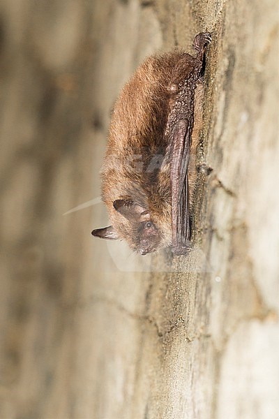 Daubenton's bat, Myotis daubentonii stock-image by Agami/Theo Douma,