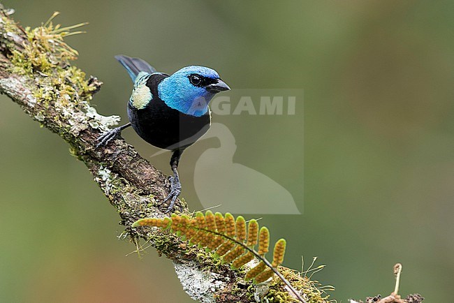 Blue-necked Tanager (Tangara cyanicollis) perched on a branch in Colombia, South America. stock-image by Agami/Glenn Bartley,