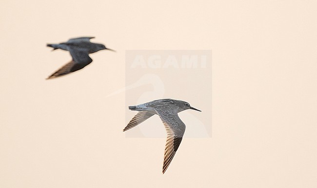 Great Knot (Calidris tenuirostris) in flight over Pak Thale salt pans in Phetchaburi, Thailand stock-image by Agami/Ian Davies,