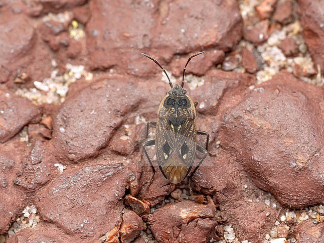 Graptopeltus lynceus, a distinctive ground bug stock-image by Agami/Arnold Meijer,