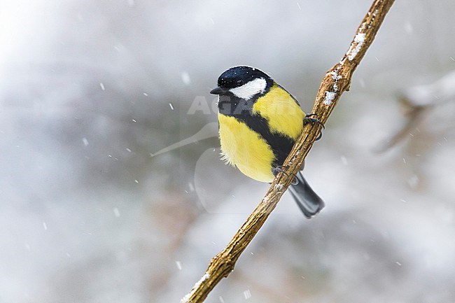 Great Tit (Parus major) in Italy. stock-image by Agami/Daniele Occhiato,