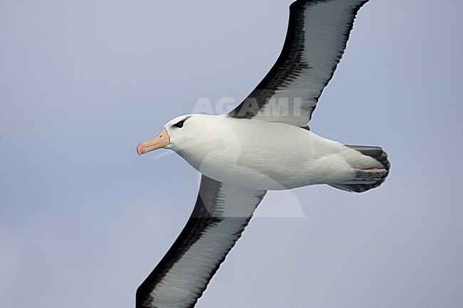 Adult Black-browed Albatross flying close-up; Volwassen Wenkbrauwalbatros vliegend closeup stock-image by Agami/Marc Guyt,