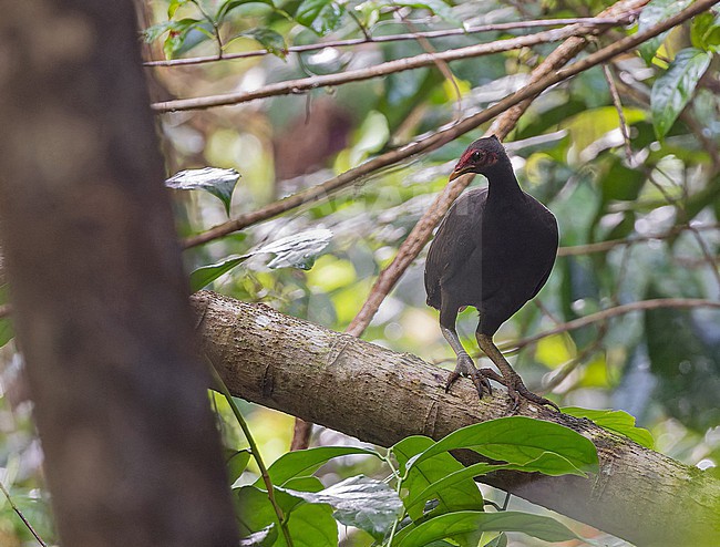 Melanesian Megapode, Megapodius eremita, in Papua New Guinea. stock-image by Agami/Pete Morris,