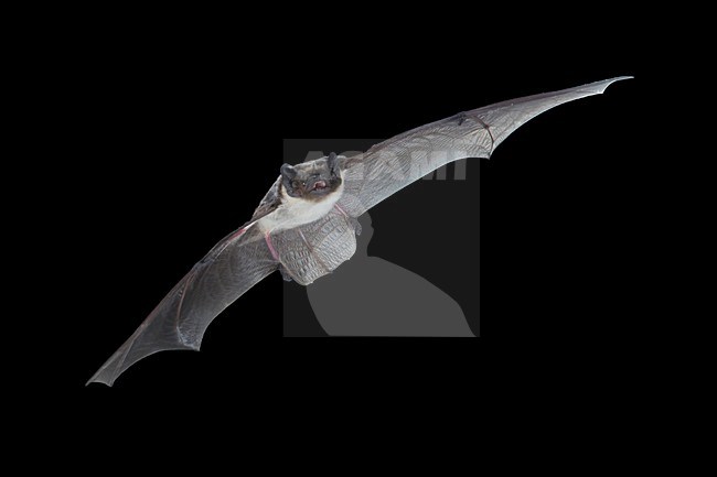 Tweekleurige Vleermuis, Parti-coloured Bat, Vespertilio murinus stock-image by Agami/Theo Douma,