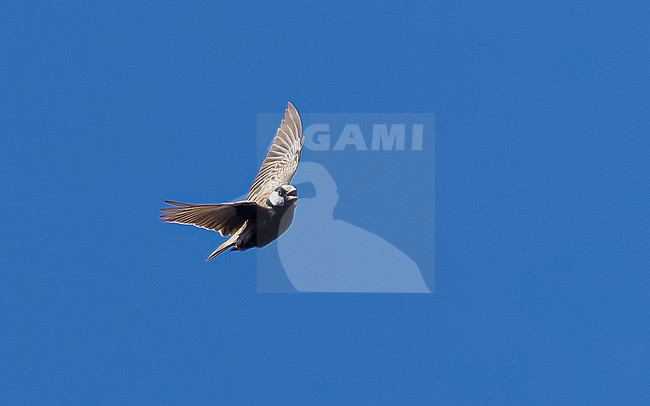 Male Cape Verde Black-crowned Sparrow-Lark (Eremopterix nigriceps nigriceps) flying in Moia Moia, Santiago, Cape Verde. stock-image by Agami/Vincent Legrand,
