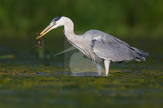 Grey Heron (Ardea cinerea), adult with a caught frog stock-image by Agami/Saverio Gatto,