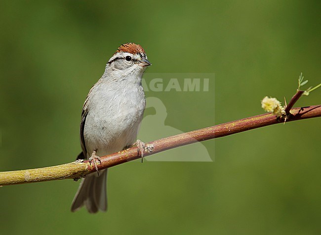 Adult Chipping Sparrow (Spizella passerina) in breeding plumage in Riverside County, California, USA, during spring.
Perched on a horizontal twig. stock-image by Agami/Brian E Small,