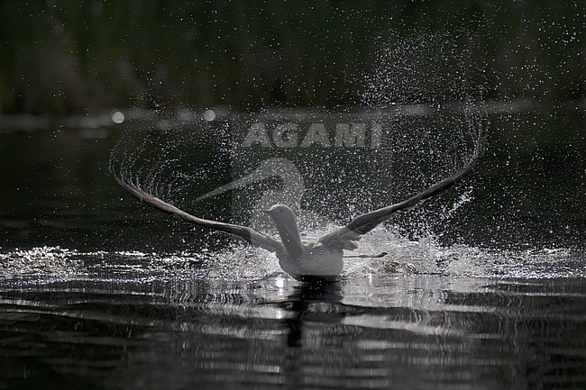 Red-throated Loon (Gavia stellata) stock-image by Agami/Kari Eischer,